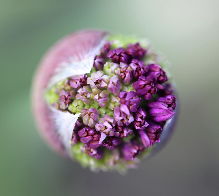 Allium New Beginnings Photograph by Tammy Pool
