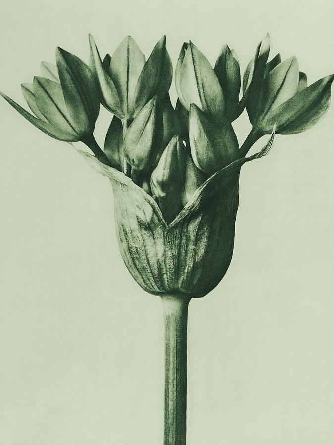 Berlin Photograph - Allium Ostroroskianum, ornamental onion, enlarged 6 times from Urformen der Kunst by Karl Blossfeldt