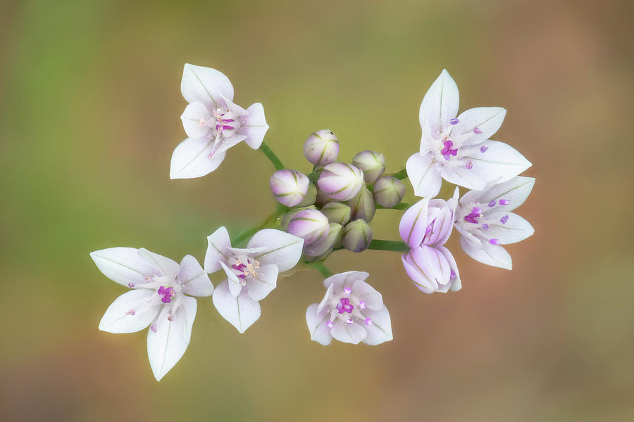 Allium praecox Photograph by Alexander Kunz