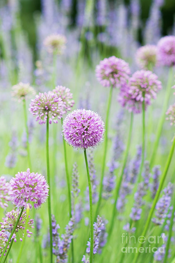 Allium Quattro and Lavender Photograph by Tim Gainey