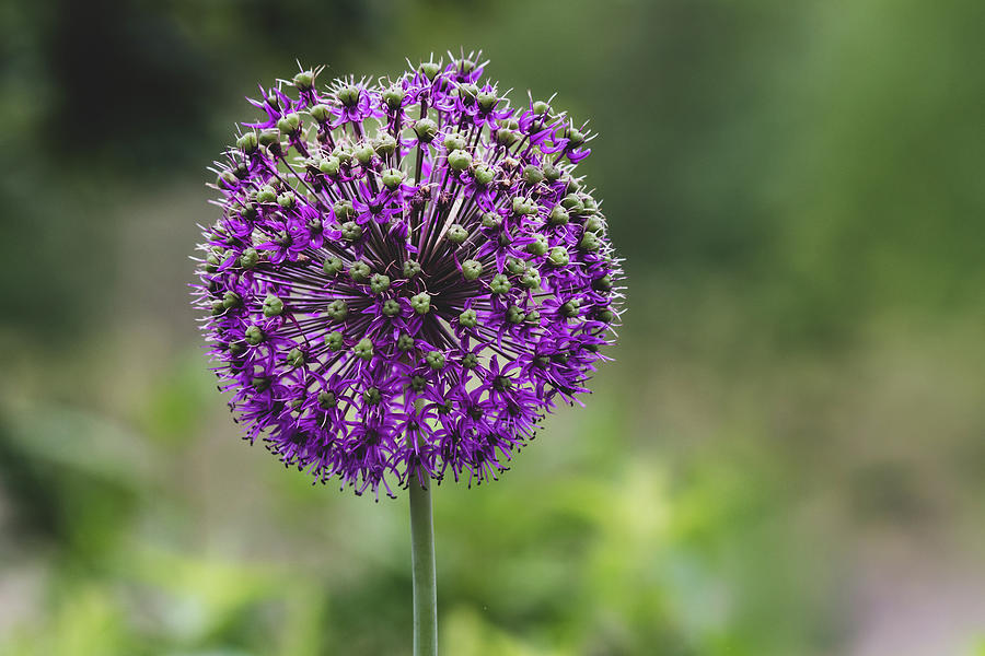 Allium  Photograph by Rose Guinther