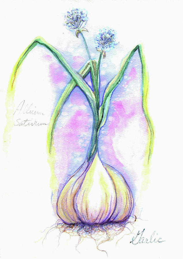 Allium sativum Painting by Ashley Kujan