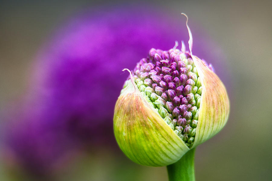 Allium Starting to Bloom Photograph by Stuart Litoff