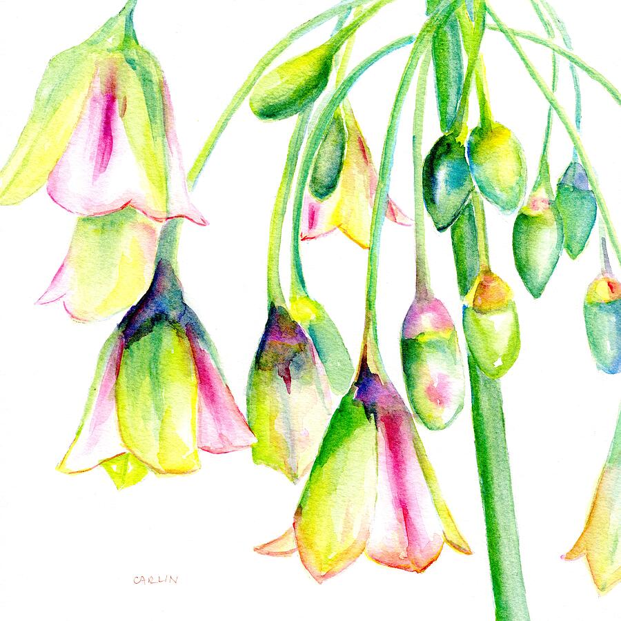 Allium Summer Bells  Painting by Carlin Blahnik CarlinArtWatercolor