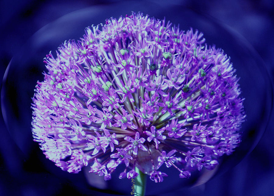 Allium Photograph by Vallee Johnson