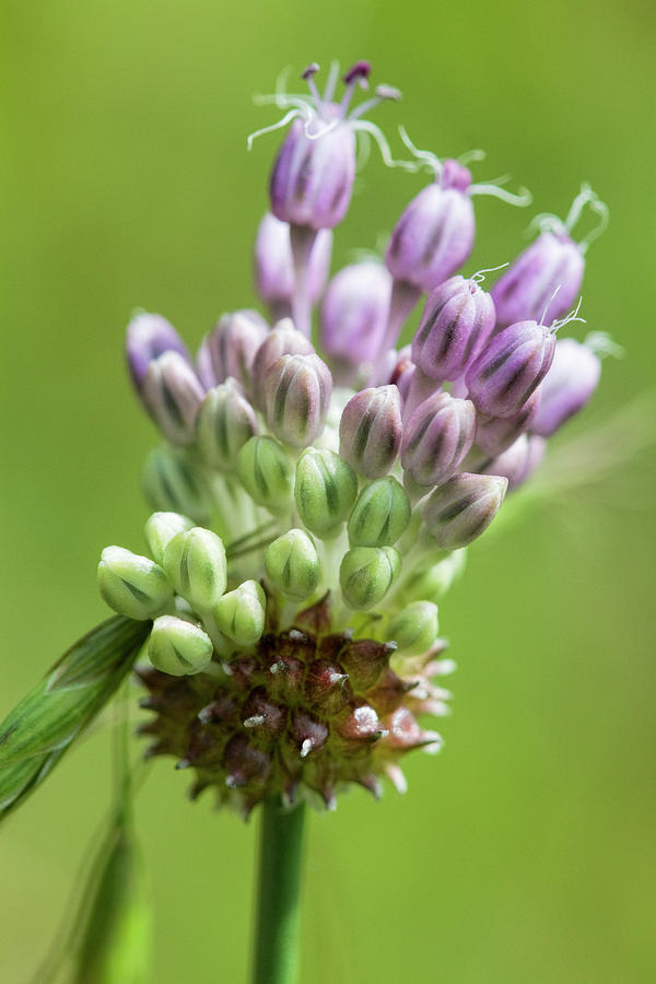 Allium vinealer Lavender Crow Garlic Wildflower Photograph by Kathy Clark
