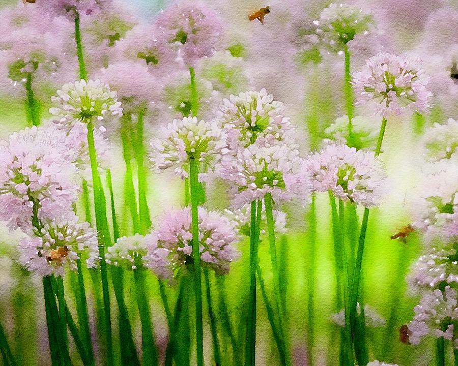 Allium and Bees Watercolor Photograph by Susan Rydberg