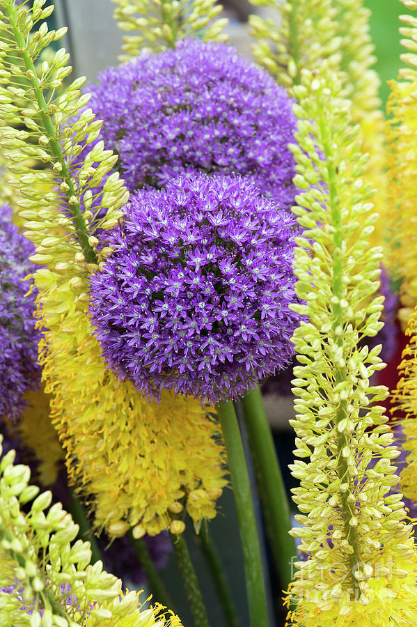Alliums and  Foxtail lily Flowers Photograph by Tim Gainey