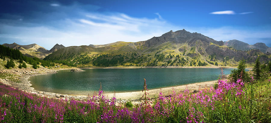 Allos lake and great willowherb Photograph by Jean-Luc Farges