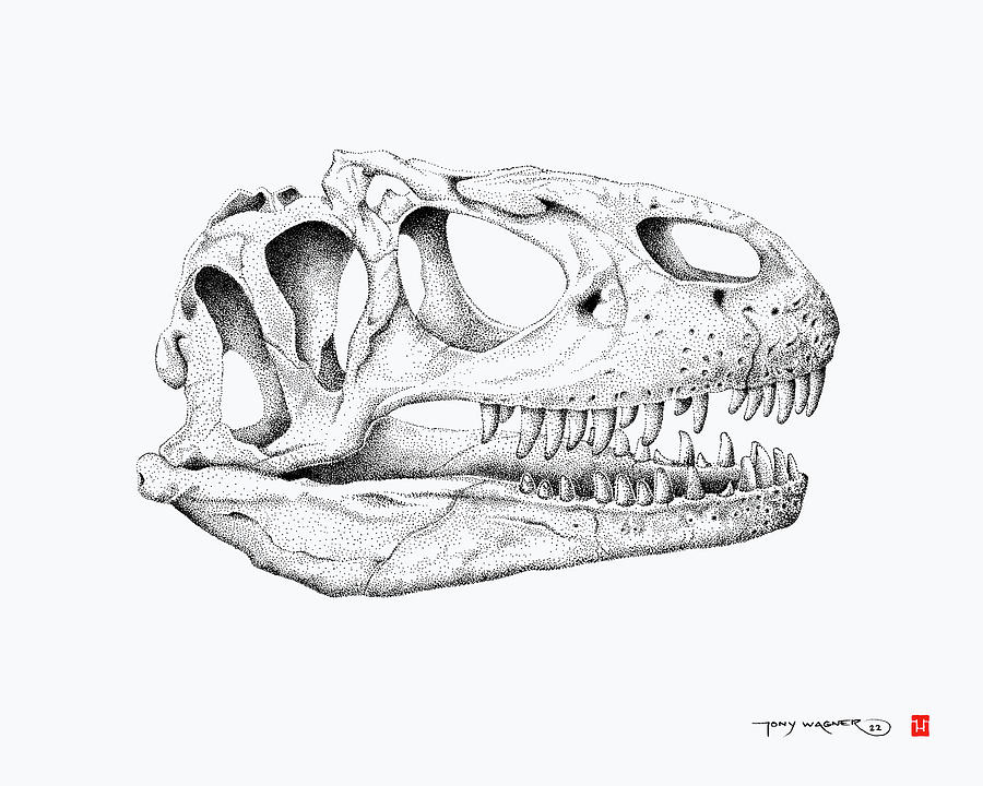 allosaurus skull drawing