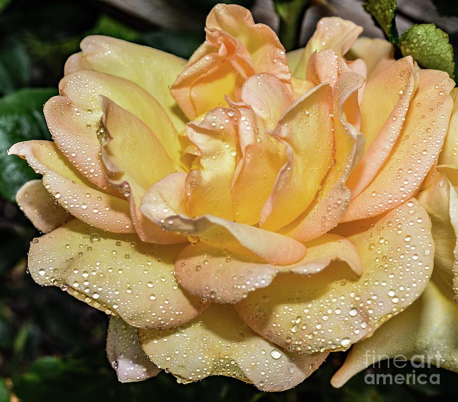Alluring Gold Struck Rose Photograph