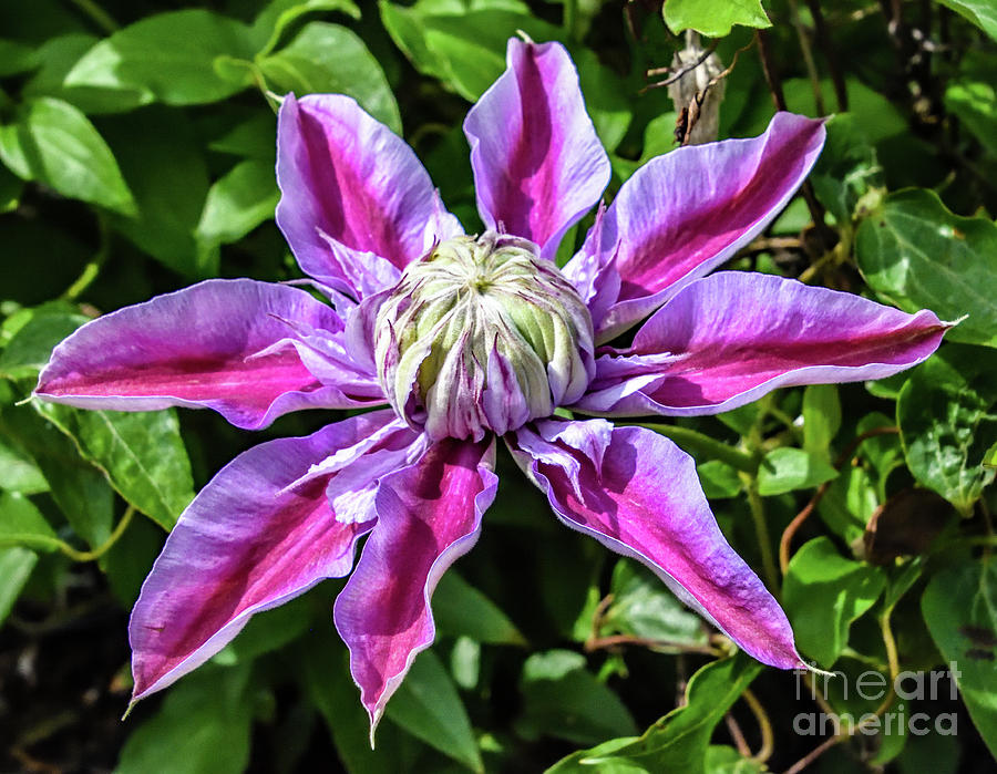 Alluring Josephine Clematis Photograph by Cindy Treger - Fine Art America