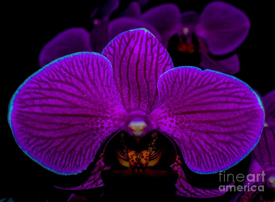 Alluring neon purple orchid by Rachelle Celebrity Artist