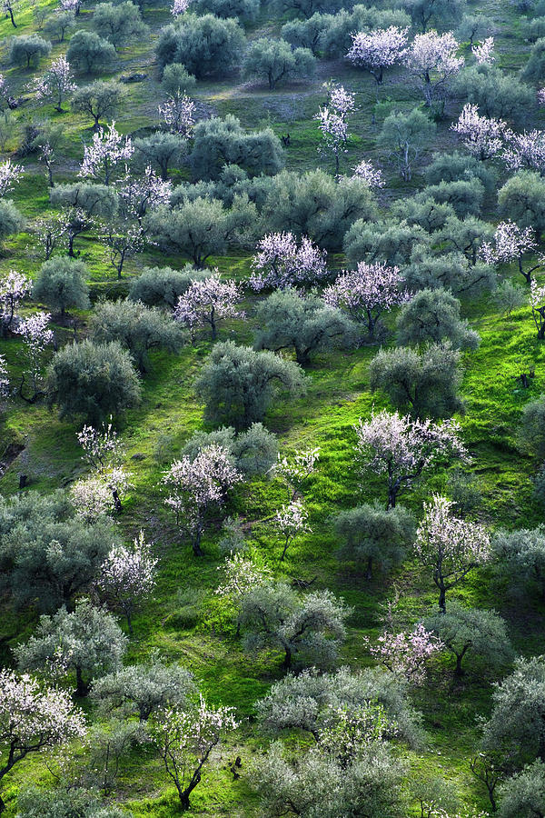 Almond and Olive trees Photograph by Gary Browne