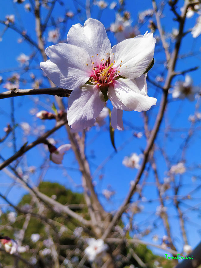 Almond Blossom 20220206-66 Photograph by Tomi Rovira