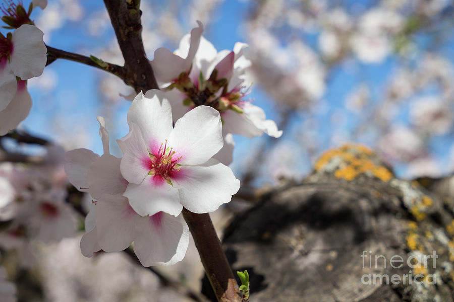 Almond Blossom 5 Photograph by Adriana Mueller