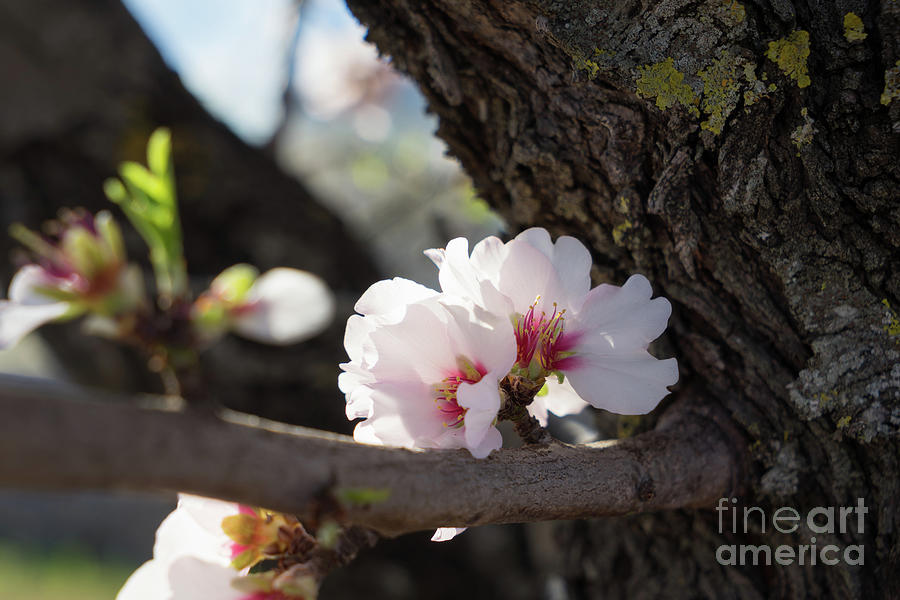 Almond Blossom 6 Photograph by Adriana Mueller