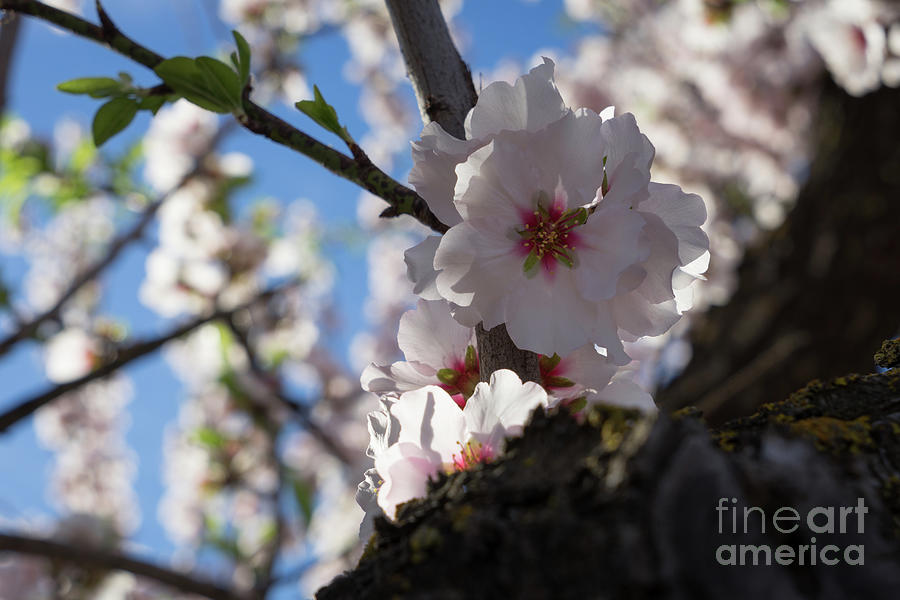 Soft pink almond blossoms in the backlight Photograph by Adriana Mueller