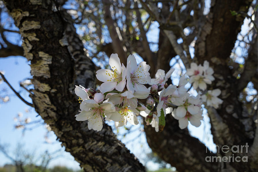 White flowers in the penumbra of the almond tree Photograph by Adriana Mueller