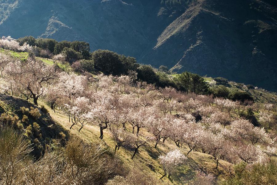 Almond Blossom, Andalucia, Spain Photograph by Sarah Howard
