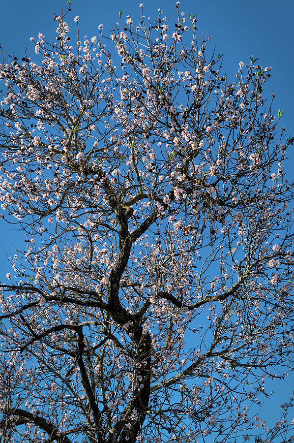 Almond Blossom Photograph by Angelo DeVal