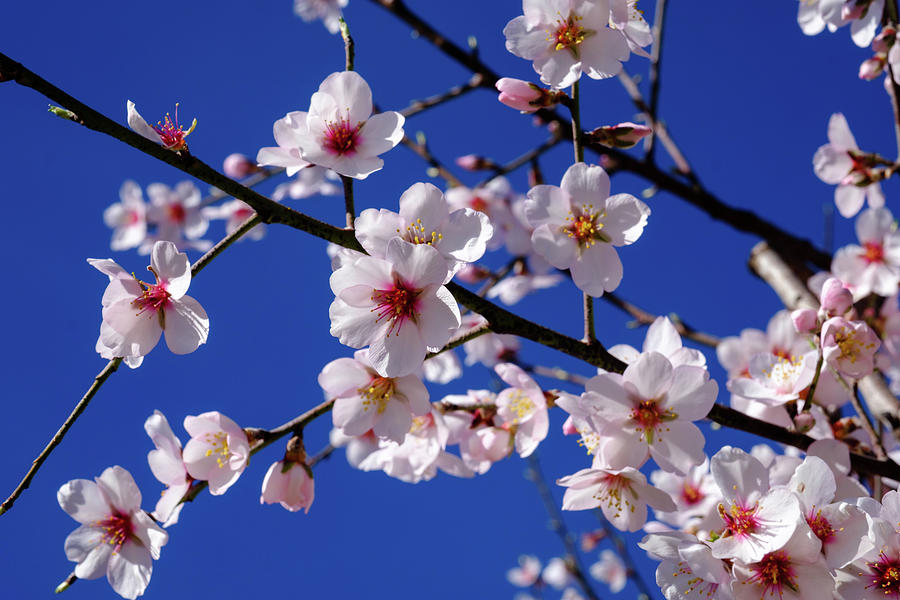 Almond blossom Photograph by Gary Browne