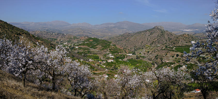 Almond blossom in Axarquia Photograph by Gary Browne
