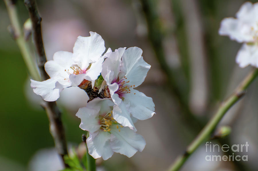 Almond blossom Prunus dulcis q1 Photograph by Ilan Rosen
