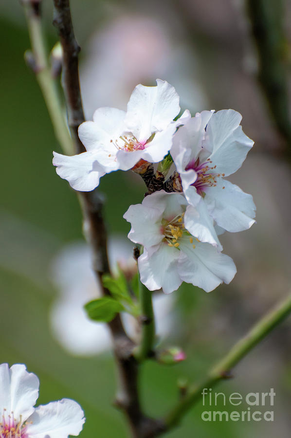 Almond blossom Prunus dulcis q2 Photograph by Ilan Rosen