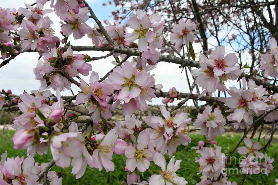 Almond Blossom Prunus Dulcis R2 Drawing