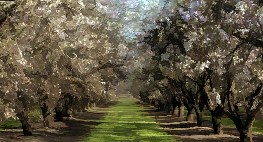 Almond Blossom Time Photograph by Floyd Hopper