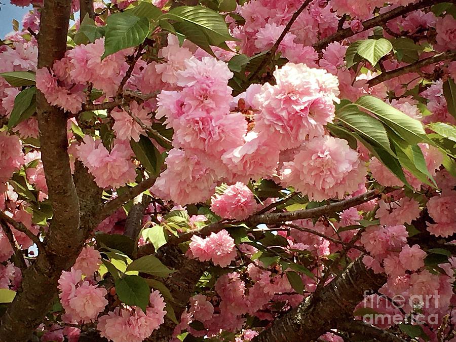 Almond Blossoms 2021 Photograph by Eunice Warfel