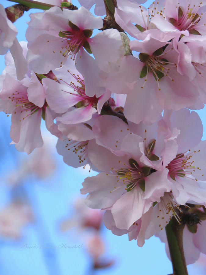 Almond Blossoms and Blue Sky - Floral Photography and Art - Flowering Trees - Spring Flowers Photograph by Brooks Garten Hauschild
