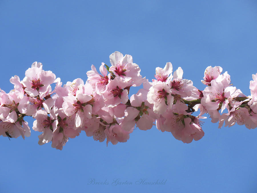 Almond Blossoms and Blue Sky - Floral Photography - Spring Images - Nature Photograph by Brooks Garten Hauschild