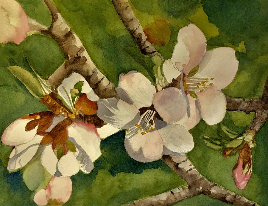 Almond Blossoms Painting by Nicole Curreri