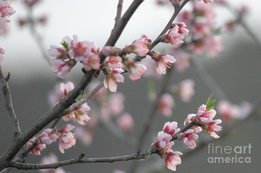 Almond Blossoms Photograph
