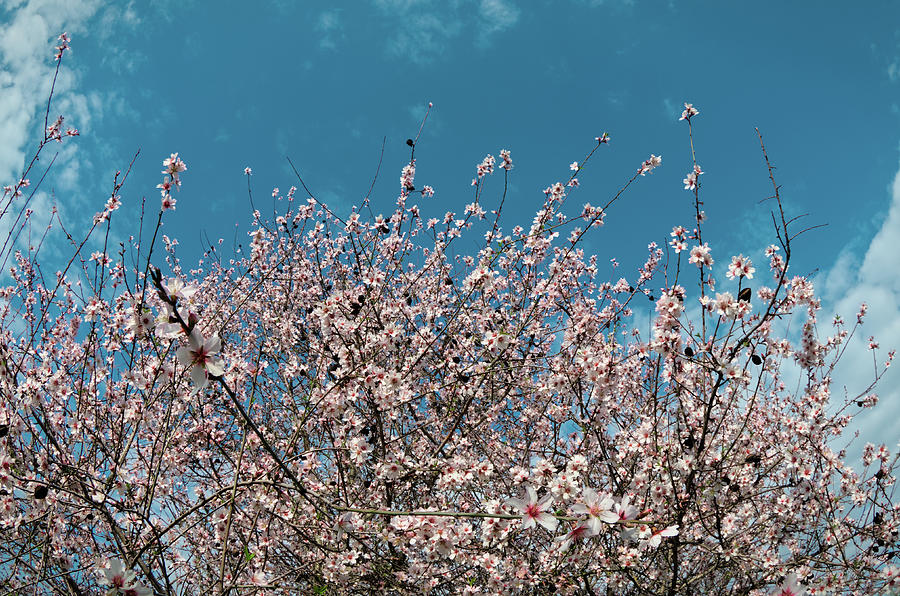 Almond flowers Photograph by Angelo DeVal