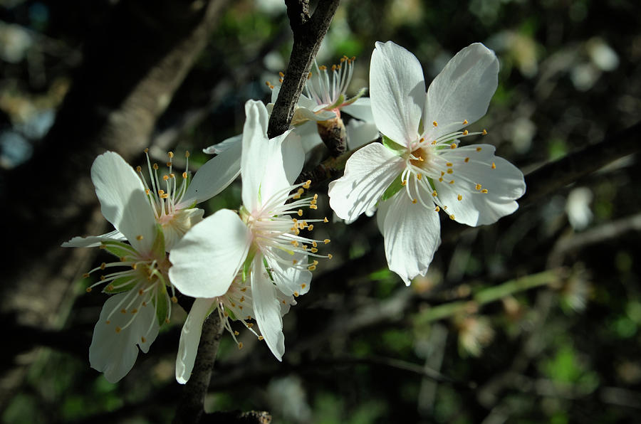Almond Flowers Blossoms of Spring Photograph by Angelo DeVal