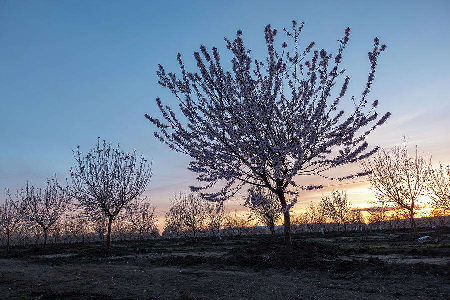 Almond orchard bloom Photograph by Mike Fusaro