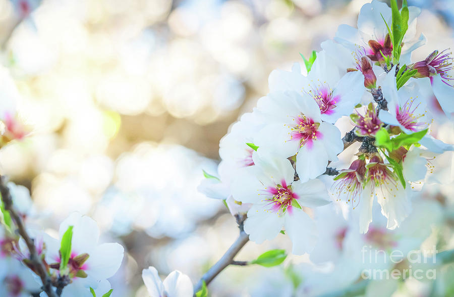 Almond tree bloom Photograph by Anastasy Yarmolovich