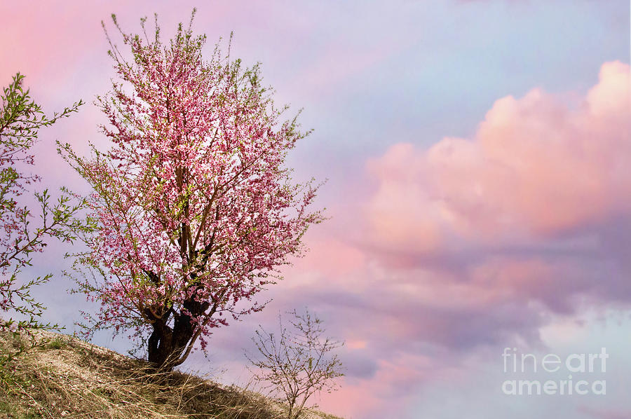 Almond tree in blossom Photograph by Delphimages Photo Creations