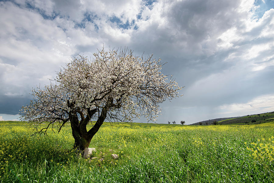 Almond tree with blossoms against cloudy sky. Photograph by Michalakis Ppalis