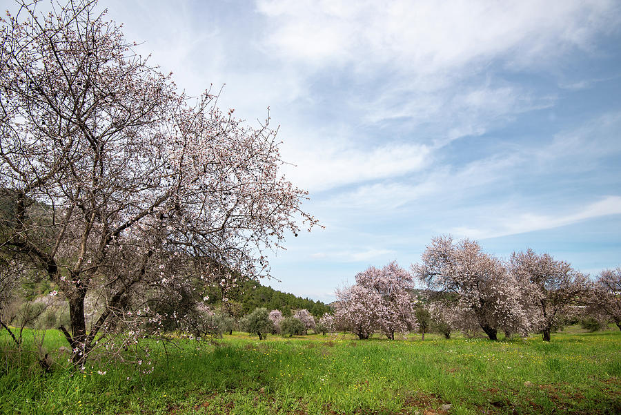 Almond trees bloom in spring against blue sky. Photograph by Michalakis Ppalis
