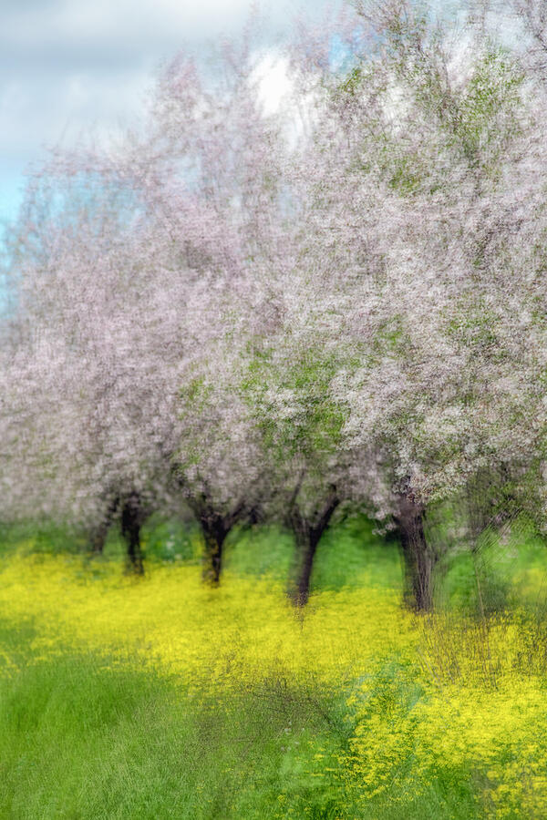 Almonds photo impression Photograph by Dubi Roman Almonds photo impression Photograph by Dubi Roman