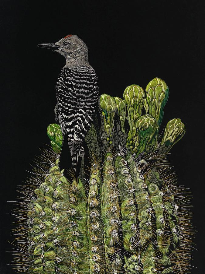 Woodpecker Drawing - Almost In Bloom by Sonja Jones