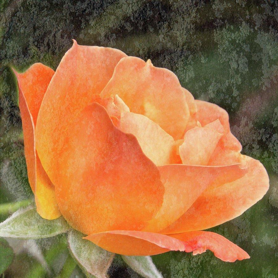 Almost Perfect Orange Rose Photograph by Patti Deters