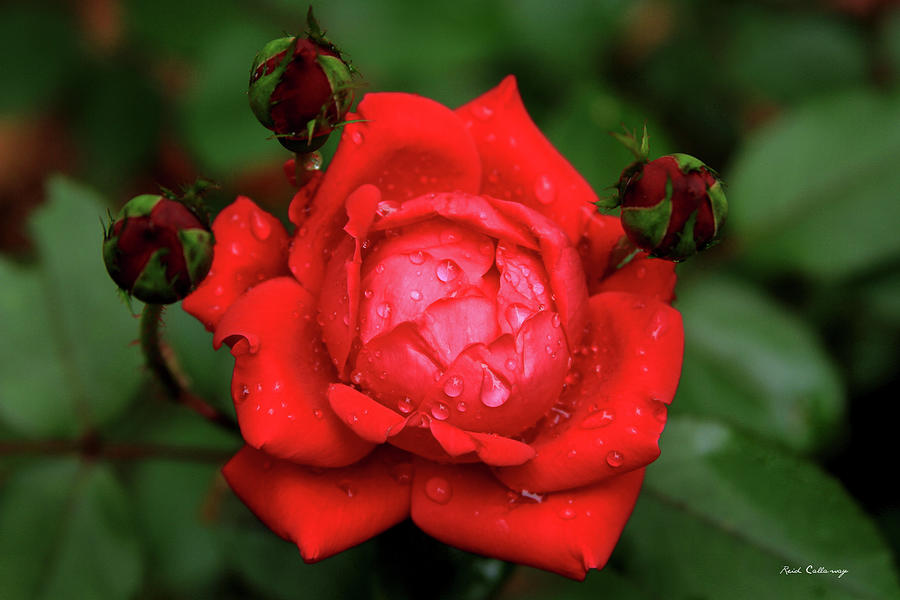Almost Ready Rainy Roses Flower Garden Horticulture Art Photograph by Reid Callaway