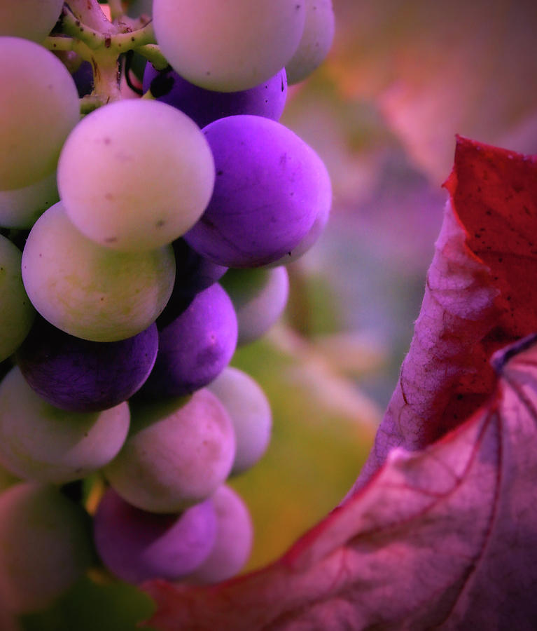 Grape Photograph - Almost Ripe Grapes by Sally Bauer