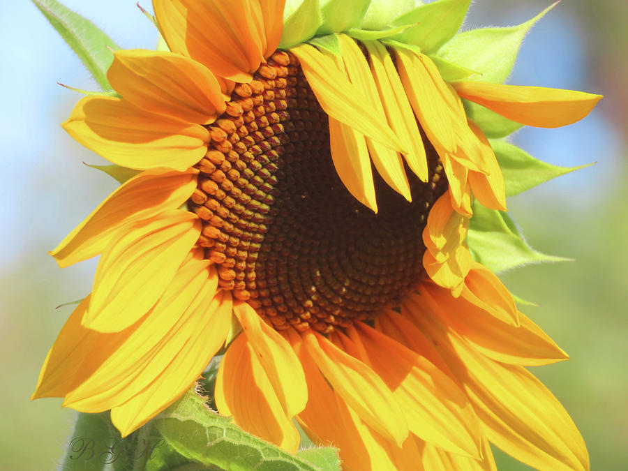 Almost There - Sunflower Macro - Summer Blossoms - Yellow Flowers Photograph by Brooks Garten Hauschild