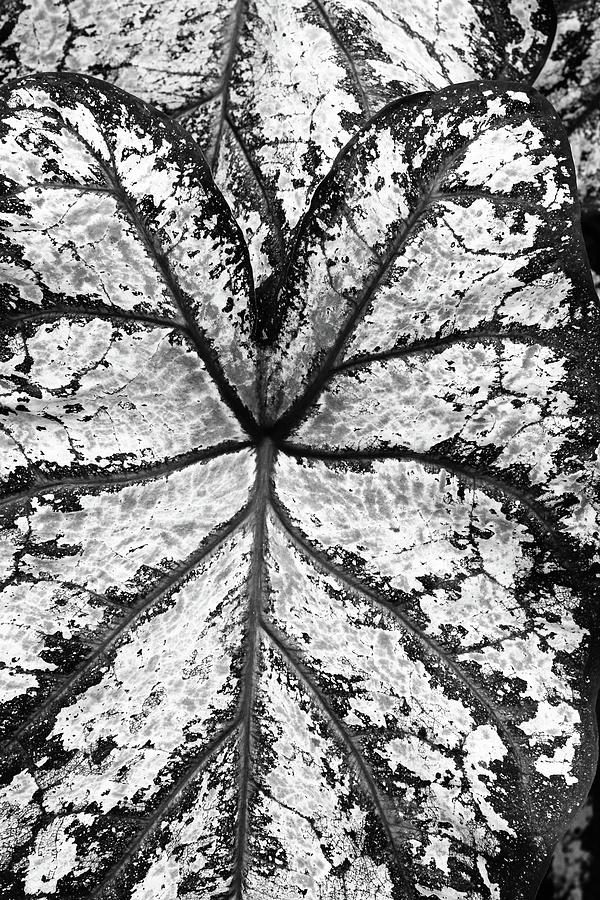 Alocasia Caladium BW Photograph by Mary Bedy